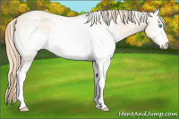 Horse Color:White Spotted Perlino Dun 