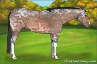Horse Color:Bay Ice 