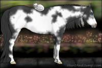 Horse Color:Black Sabino Frame 