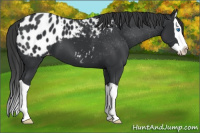 Horse Color:Black Splash Appaloosa 