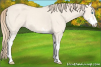 Horse Color:Perlino Dun Sabino 