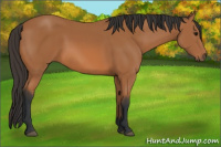 Horse Color:Bay Sabino 