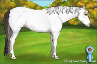 Horse Color:White Spotted Bay 