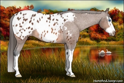Horse Color: Bay Splash Frame Blanket 