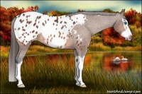 Horse Color:Bay Splash Frame Appaloosa 