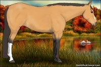 Horse Color:Buckskin 