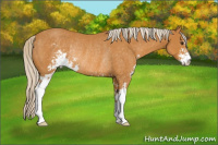 Horse Color:Palomino Sabino Rabicano 