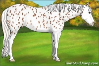Horse Color:Silver Bay Roan Splash Appaloosa 