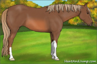 Horse Color:Liver Chestnut 