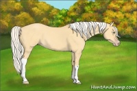 Horse Color:Silver Amber Cream Champagne Dun 