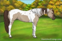 Horse Color:Liver Red Dun Tobiano 