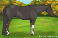 Horse Color:Smoky Black Tobiano Rabicano 