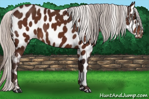 Horse Color: Silver Brown Leopard 