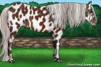 Horse Color:Silver Brown Appaloosa 