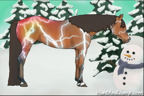 Horse Color: Bay 