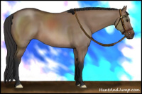 Horse Color:Brown Dun 