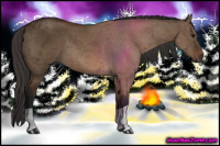 Horse Color:Bay Dun