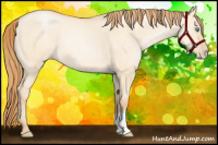 Horse Color:Buckskin Pearl Dun 