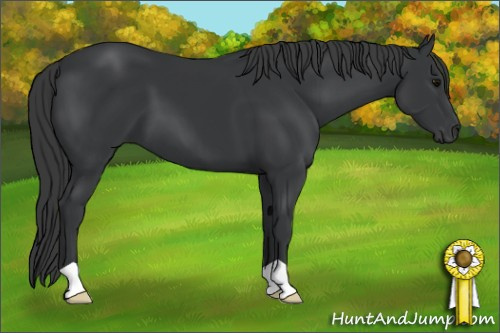 Horse Color: Black 