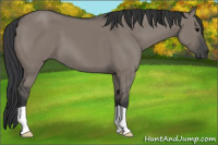 Horse Color:Grullo 