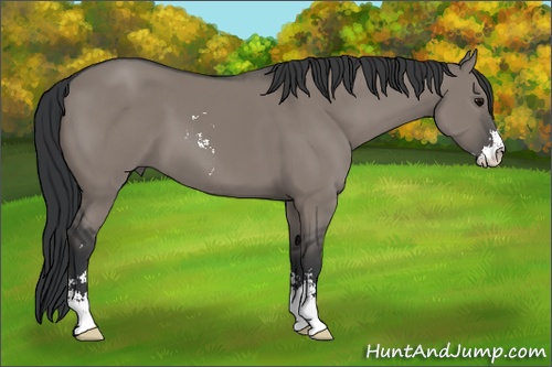 Horse Color: Grullo Sabino 