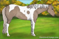 Horse Color:Silver Grullo Tobiano
