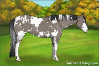 Horse Color:White Spotted Grullo Sabino 
