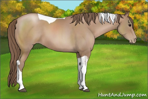 Horse Color: Black Pearl Sabino Tobiano 