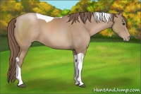Horse Color:Black Pearl Sabino Tobiano 