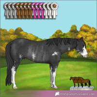 Horse Color:Black Sabino Rabicano 
