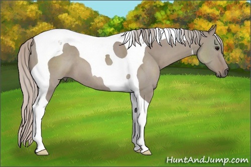 Horse Color: Silver Grullo Tobiano 