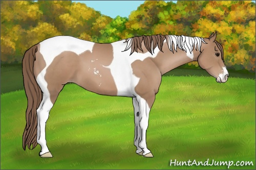 Horse Color: Black Pearl Sabino Tobiano 