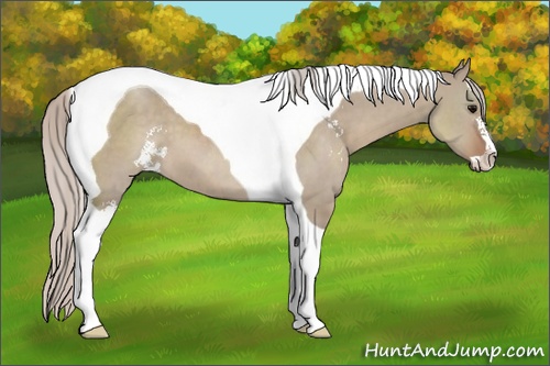 Horse Color: Silver Grullo Sabino Tobiano 