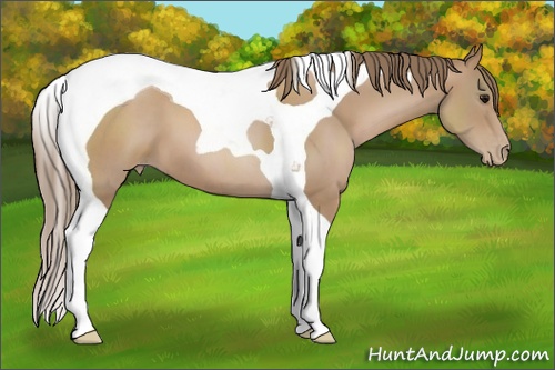 Horse Color: Black Pearl Sabino Tobiano 