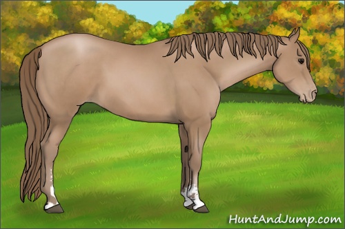 Horse Color: Black Pearl Sabino 