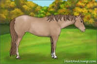 Horse Color:Black Pearl Sabino 
