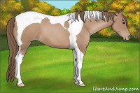 Horse Color:Black Pearl Tobiano 