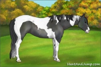 Horse Color:Black Sabino Tobiano 