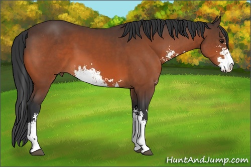 Horse Color: Bay Sabino 