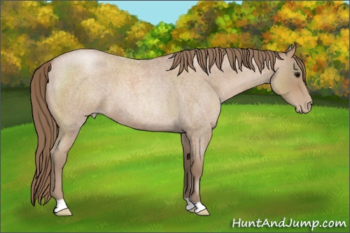 Horse Color: Blue Roan Pearl 
