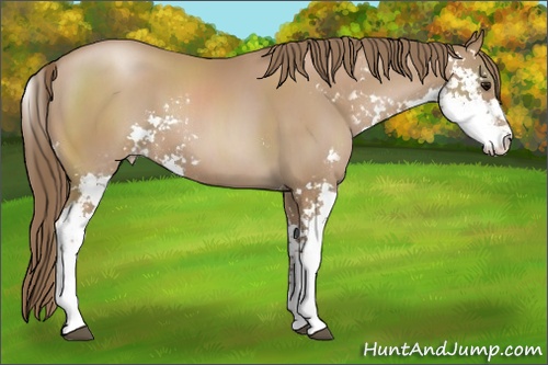 Horse Color: Black Pearl Sabino 