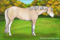 Horse Color:Silver Bay Pearl Dun Sabino 