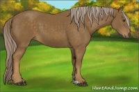 Horse Color:Chocolate Palomino 