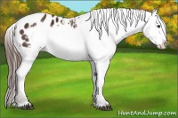 Horse Color:Liver Chestnut Frame Appaloosa 