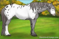 Horse Color:Liver Chestnut Frame Appaloosa 