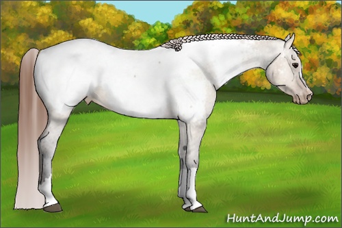 Horse Color:Bay Dun Snowcap 