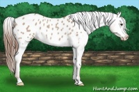 Horse Color:Red Dun Roan Appaloosa Rabicano 