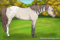 Horse Color:Bay Roan Dun Appaloosa 