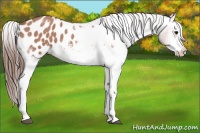 Horse Color:White Spotted Bay Roan Appaloosa Rabicano 