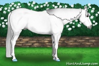 Horse Color:Gray White Spotted Grullo Splash 